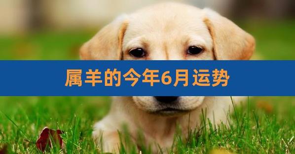 六月份生肖羊综合运势获悉