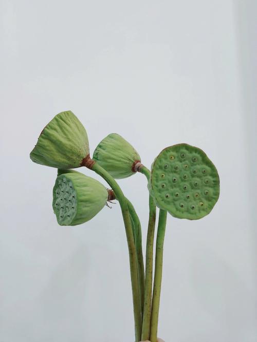 莲蓬寓意和象征
