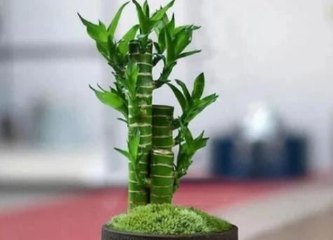 风水植物禁忌是什么