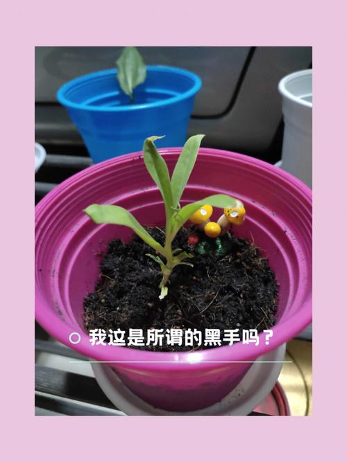 满天星怎么种植?五步种出满天星