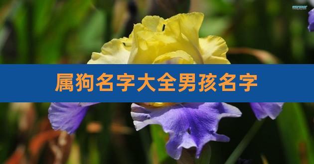 属狗人取这些名字将诸多坎坷