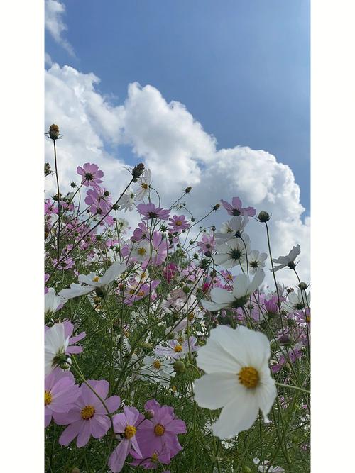 梦见漫山遍野是花