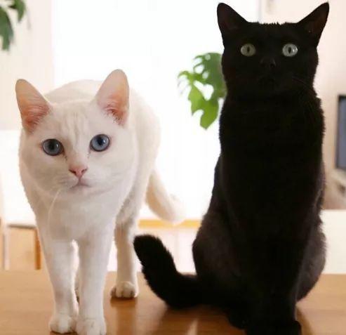 梦见黑猫和白猫