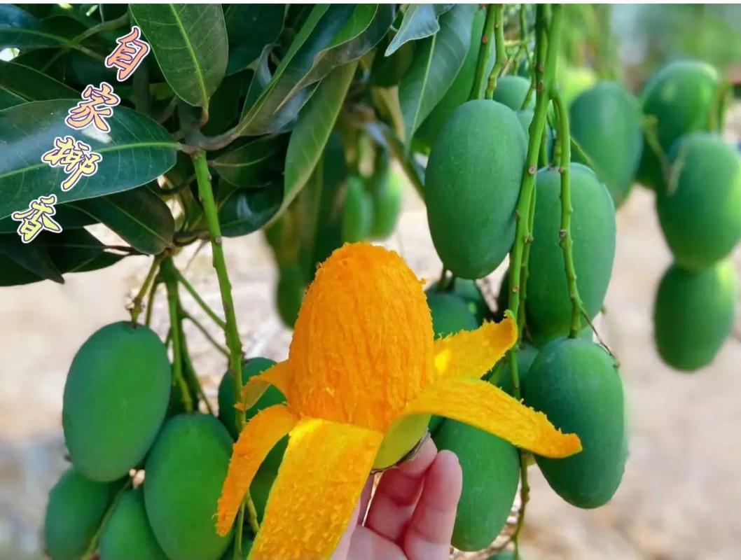 种芒果树的风水禁忌