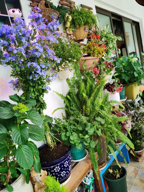 适合北阳台种植的花卉大全