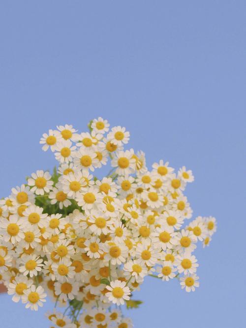 雏菊花的花语及代表含义