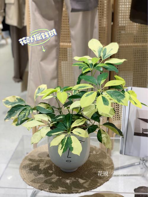 十二种招财花是哪些?发财秘籍拿走不谢