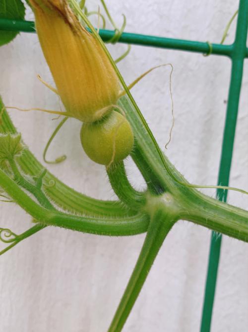 家里盆栽的竹子开花了风水