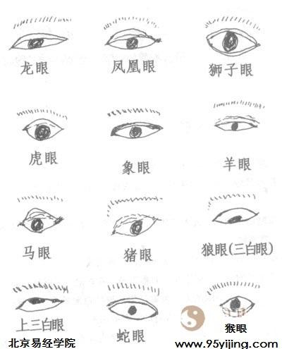 解析圆眼的面相