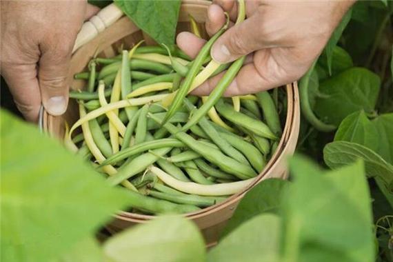 梦见菜豆角 周公解梦之梦到菜豆角
