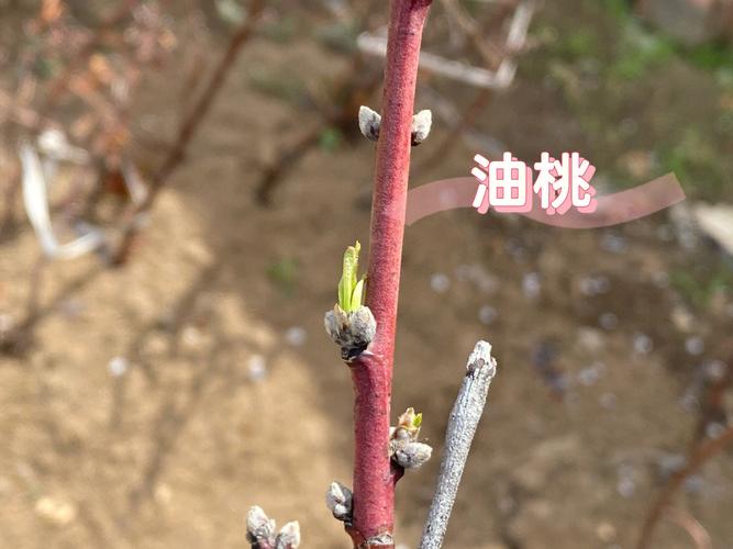 梦见挪树 周公解梦之梦到挪树