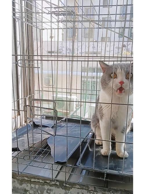梦见两只猫被关笼子里