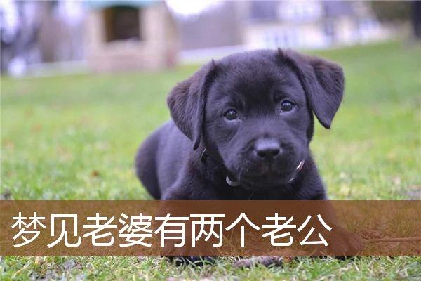 整晚梦见老公有两个老婆自己是其中之一