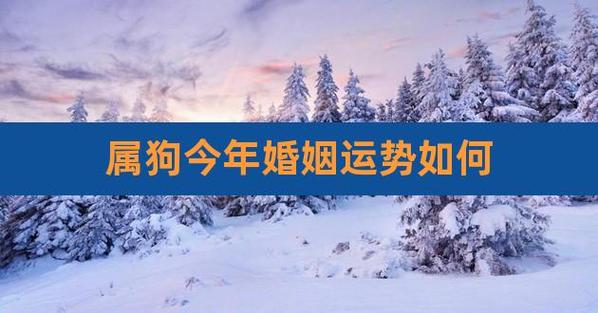 属狗今年的运势和婚姻