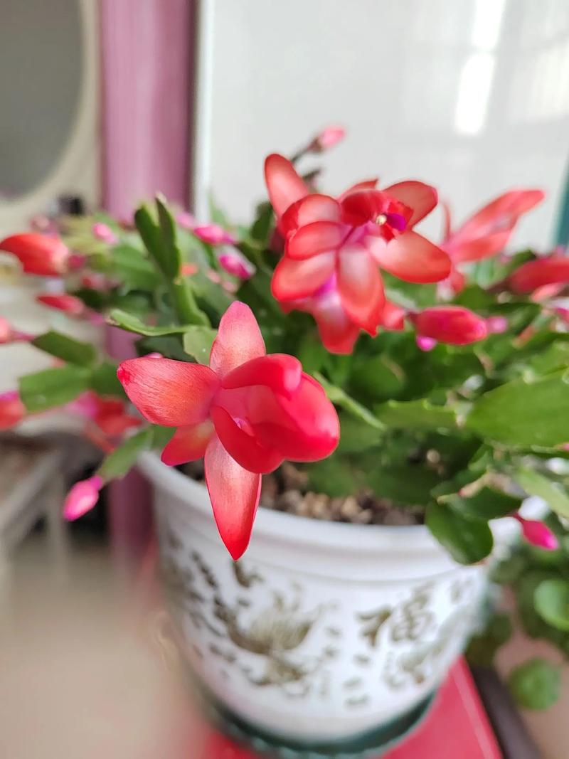 蟹爪兰花语