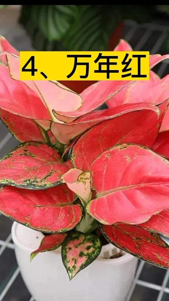 家中如何旺财你知道吗?