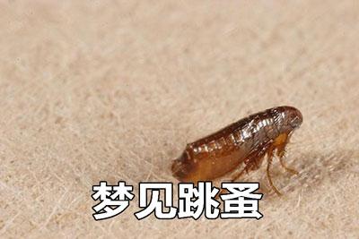 梦见跳蚤是什么意思？