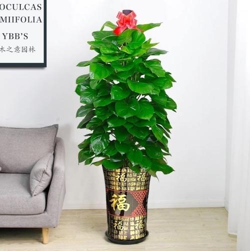 店门口放什么植物招财？普遍招财树