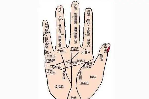 大拇指手相图解大全