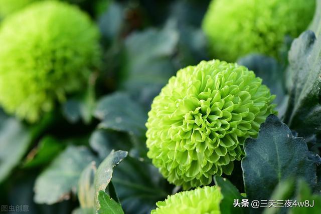 8月、枯木鲜花、千里来财、好运、3生肖旁财旺、事业旺财运旺