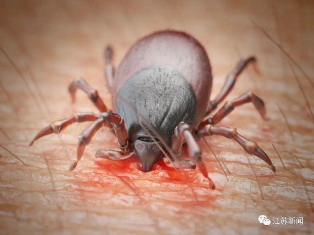 梦见毒虫袭击