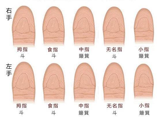 指纹有斗如何看是否富贵命?