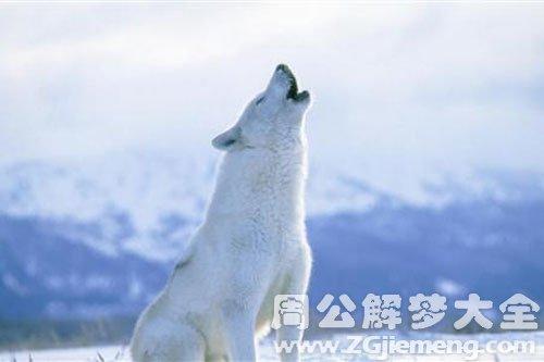 梦见家里进白狼被赶跑