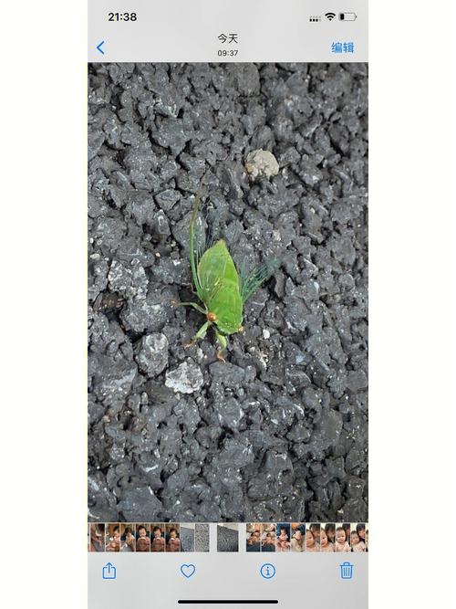 梦见一条大蜈蚣