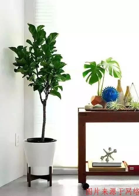 风水学住宅忌讳种什么植物
