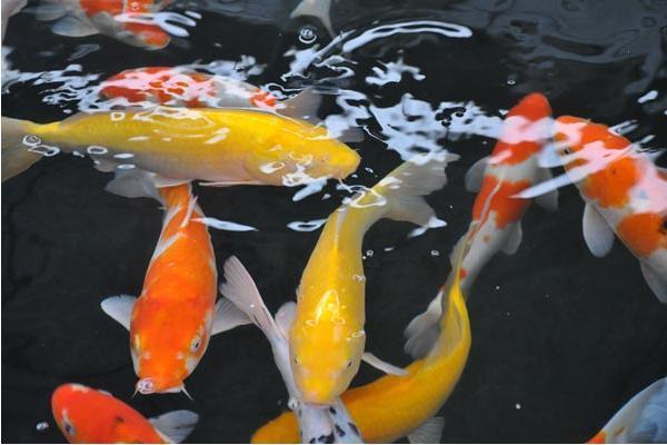 旺财风水鱼