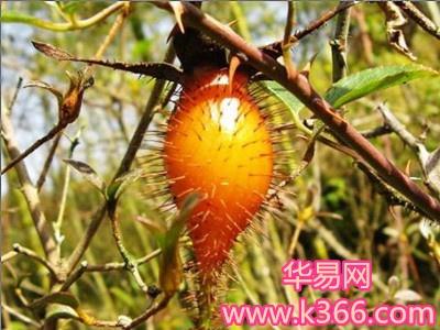 梦见刺果　周公解梦之梦到刺果