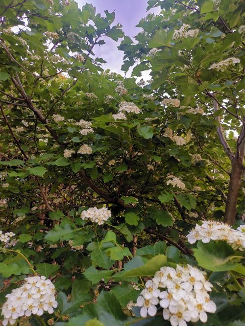 梦见山楂树开花