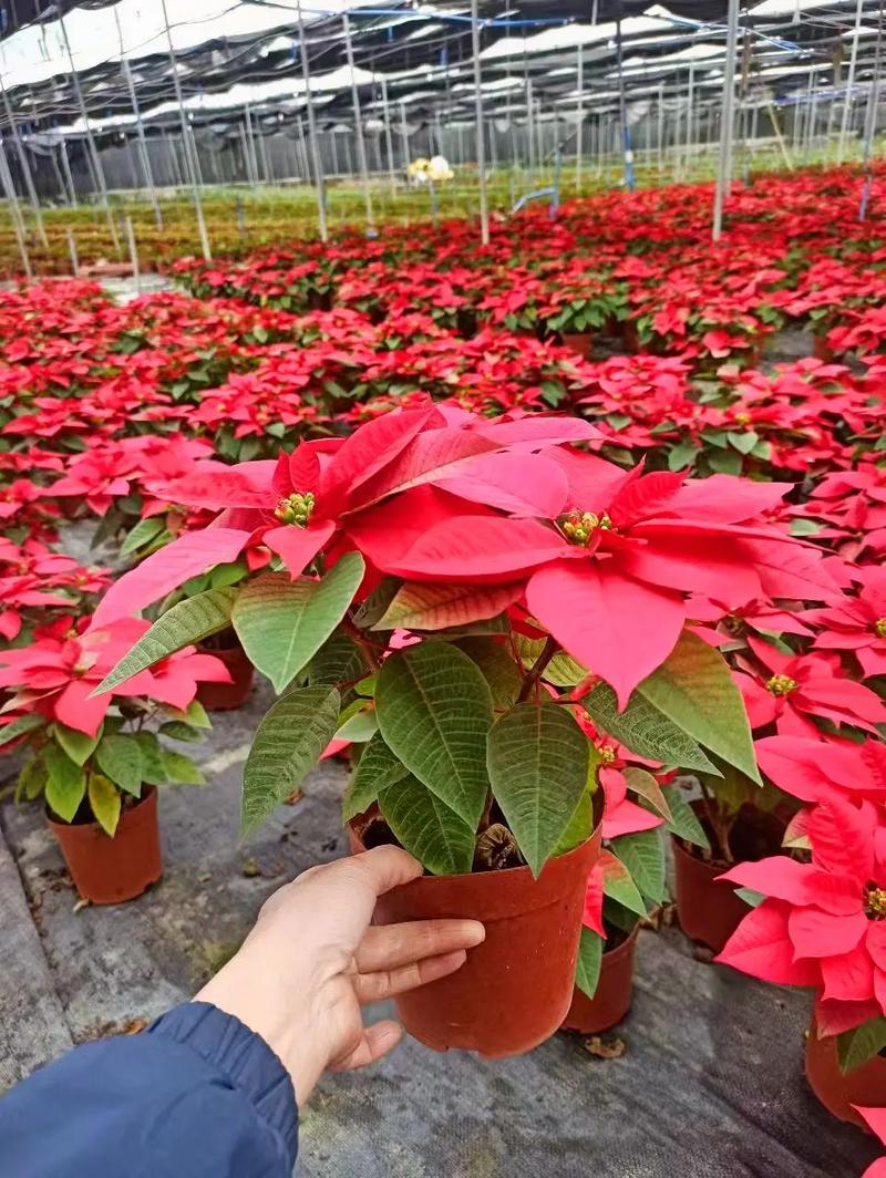 “圣诞花”一品红的花语是什么?一品红的传说?