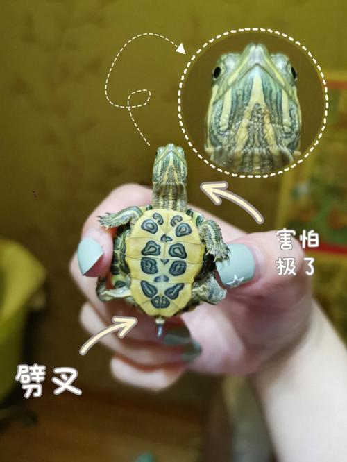 梦到乌龟吸附在身上