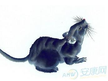 1972年是什么生肖年