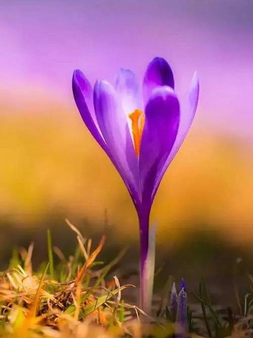2月15日生日花语:黄番红花,2月15日是什么星座?