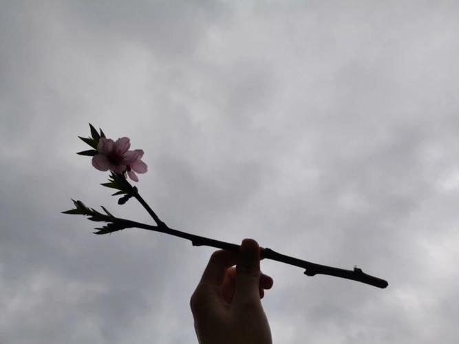桃树砍伐有什么禁忌吗