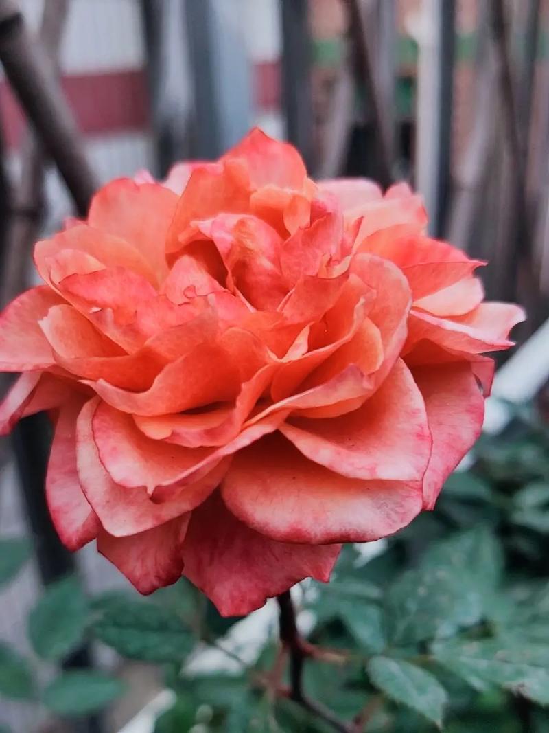 不同颜色的月季花语知多少?