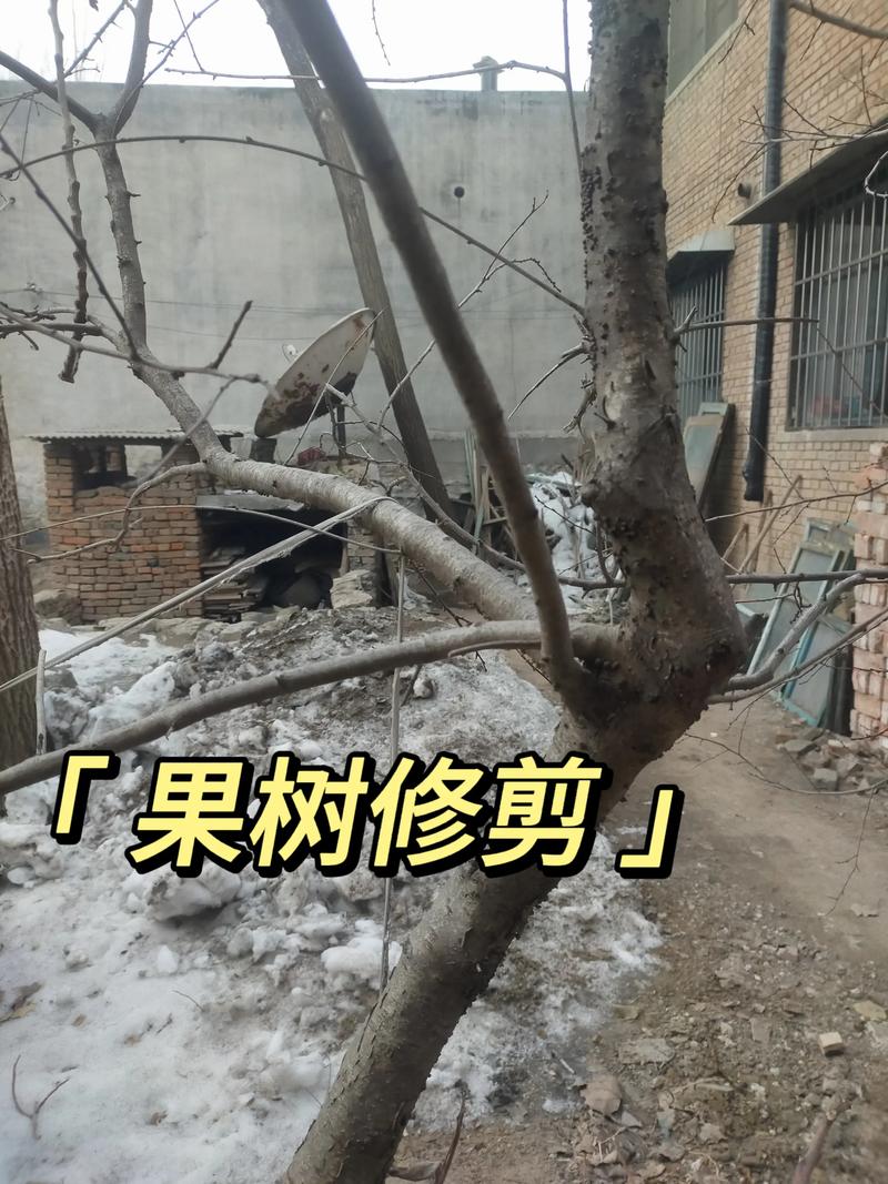 梦见据树