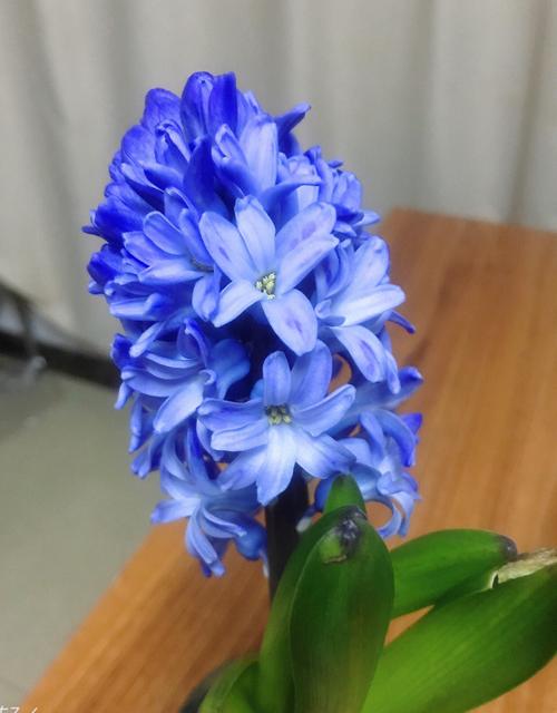 风信子有毒吗?风信子花香有毒吗?