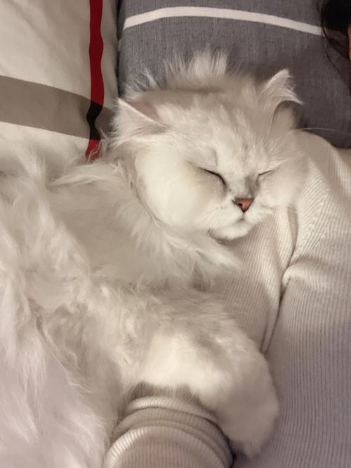 女人梦见被猫缠着甩不掉