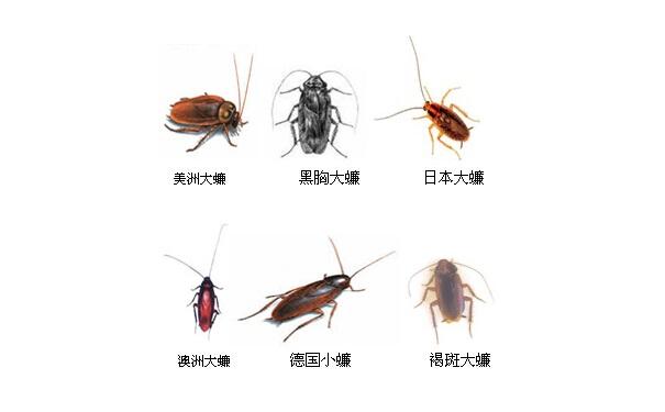 梦见蟑螂预兆发财,梦见到蟑螂是什么意思