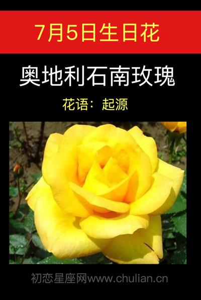7月5日花语:奥地利石南玫瑰,生日花语起源