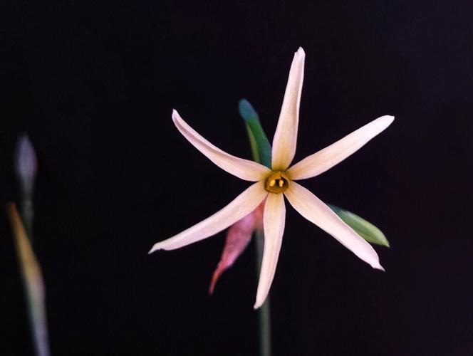 梦见绿花