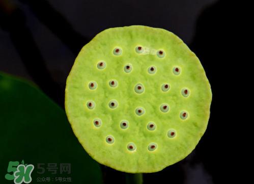 孕妇梦到摘莲蓬生男孩吗