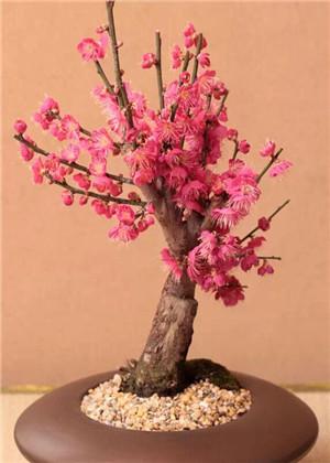家里养桃花有什么风水忌讳吗