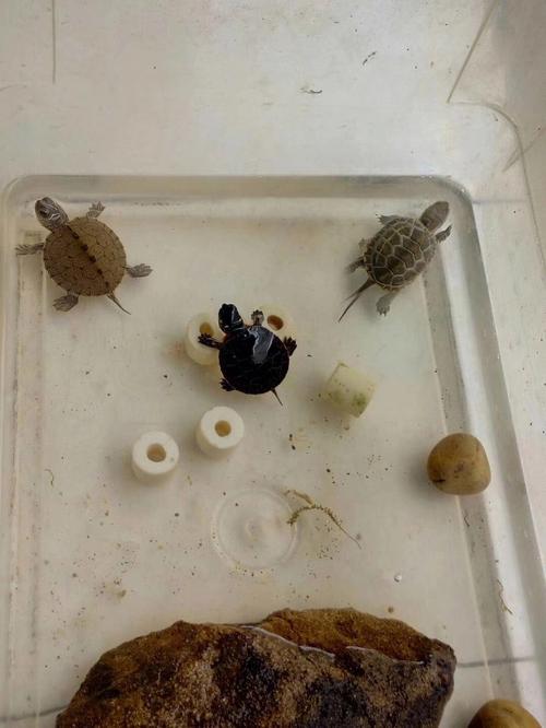 梦见猴子乌龟 梦见乌龟和猴子
