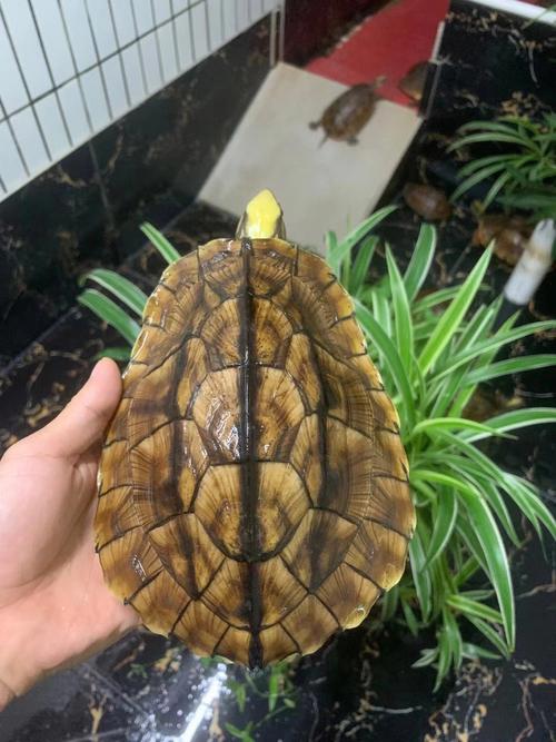 金钱龟摆放头朝哪里