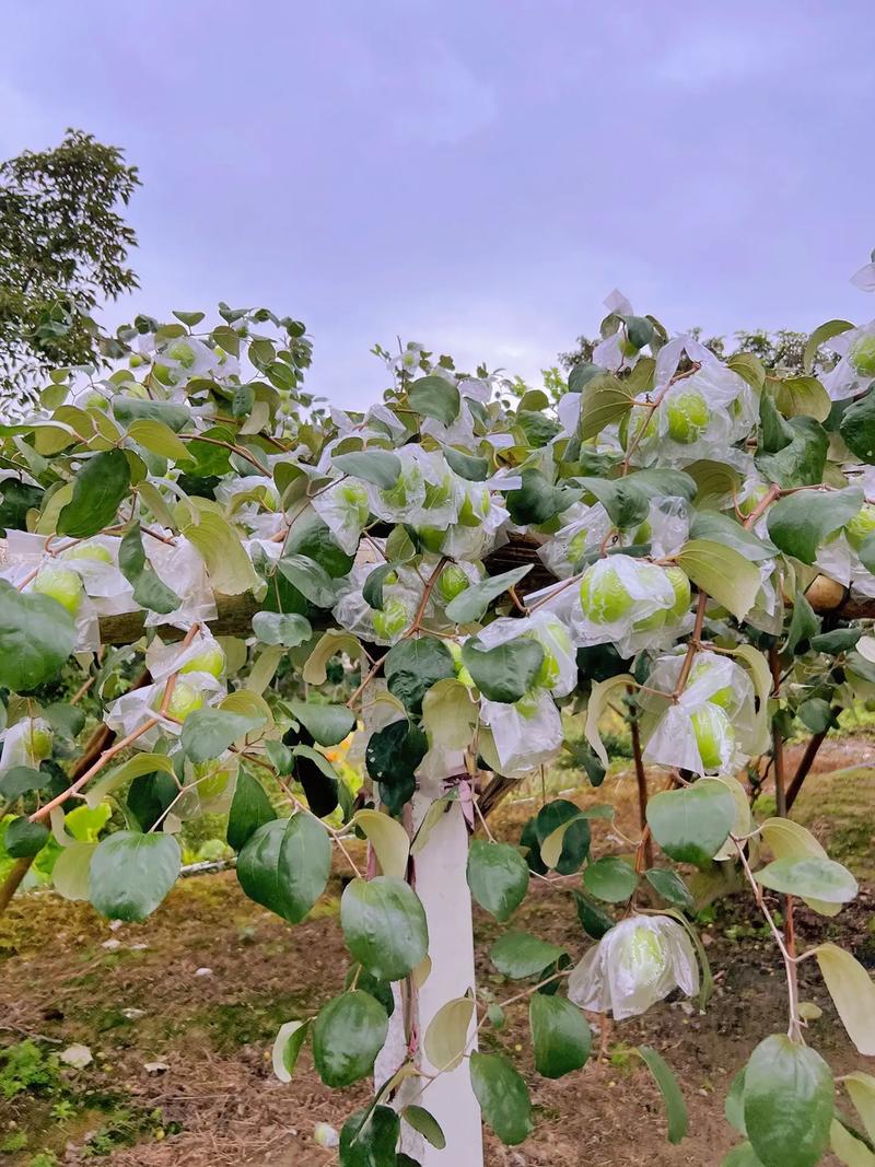 梦见偷青枣周公解梦，梦见偷青枣是什么意思？