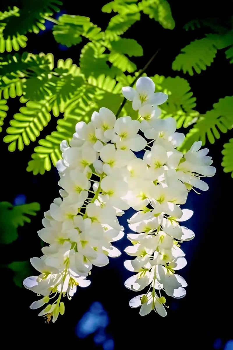 梦见槐花 洋槐花周公解梦,梦见槐花 洋槐花是什么意思?